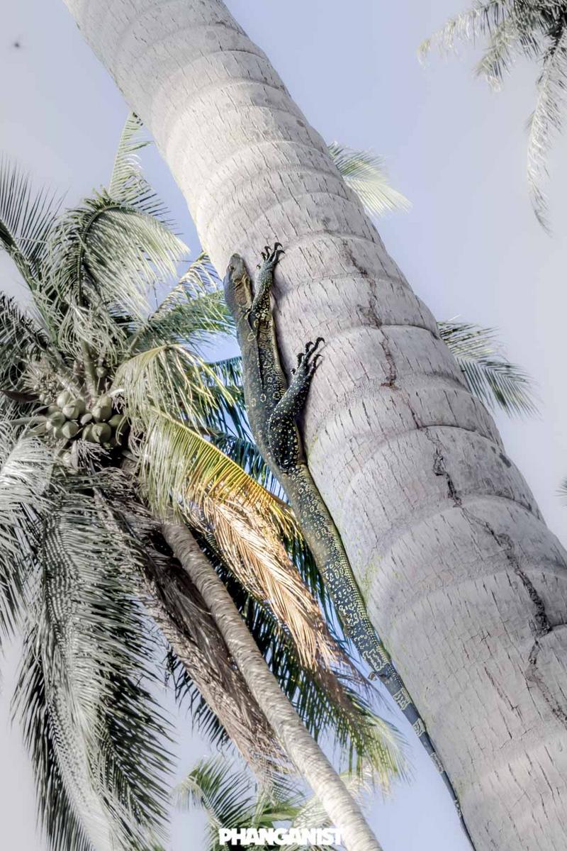 Majestic Monitor Lizards on Koh Phangan Koh Phangan Online Magazine